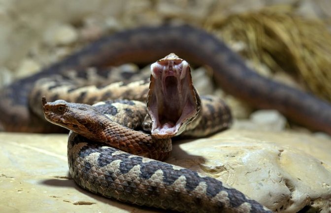 Europäische Hornotter in der Wilhelma in Stuttgart: In Kroatien ist ein vierjähriger Junge von der Schlange gebissen worden - eines der giftigsten Tiere in Europa.<span class='image-autor'>IMAGO/imagebroker</span>