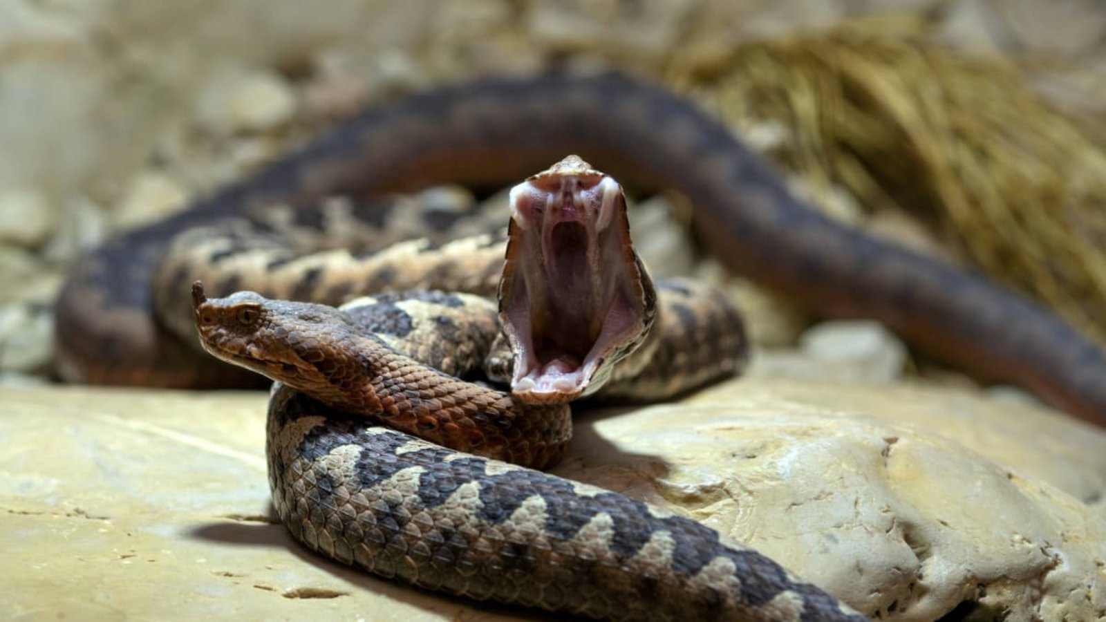 Europäische Hornotter in der Wilhelma in Stuttgart: In Kroatien ist ein vierjähriger Junge von der Schlange gebissen worden - eines der giftigsten Tiere in Europa.IMAGO/imagebroker Europäische Hornotter in der Wilhelma in Stuttgart: In Kroatien ist ein vierjähriger Junge von der Schlange gebissen worden - eines der giftigsten Tiere in Europa.IMAGO/imagebroker