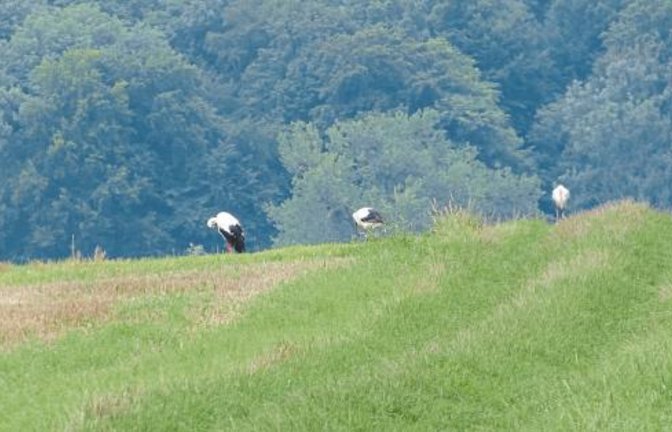 Teilweise wurden 20 Störche auf Stoppelfeldern und Enzauen in Roßwag gezählt, schreibt Eberhard Hutzler zu seinem Foto.