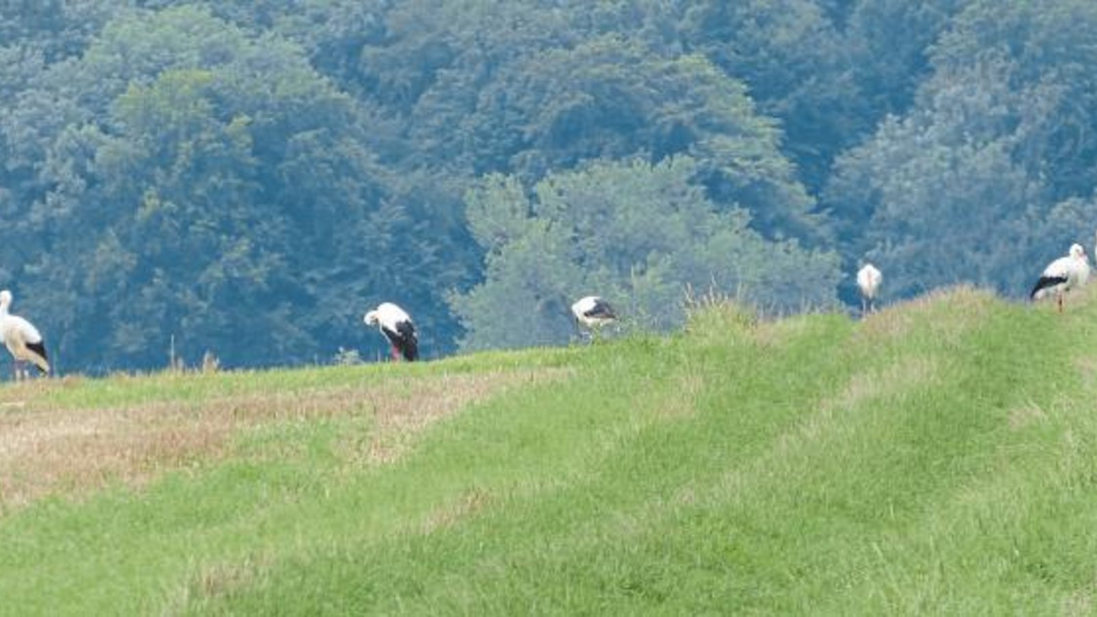 Teilweise wurden 20 Störche auf Stoppelfeldern und Enzauen in Roßwag gezählt, schreibt Eberhard Hutzler zu seinem Foto. Teilweise wurden 20 Störche auf Stoppelfeldern und Enzauen in Roßwag gezählt, schreibt Eberhard Hutzler zu seinem Foto.
