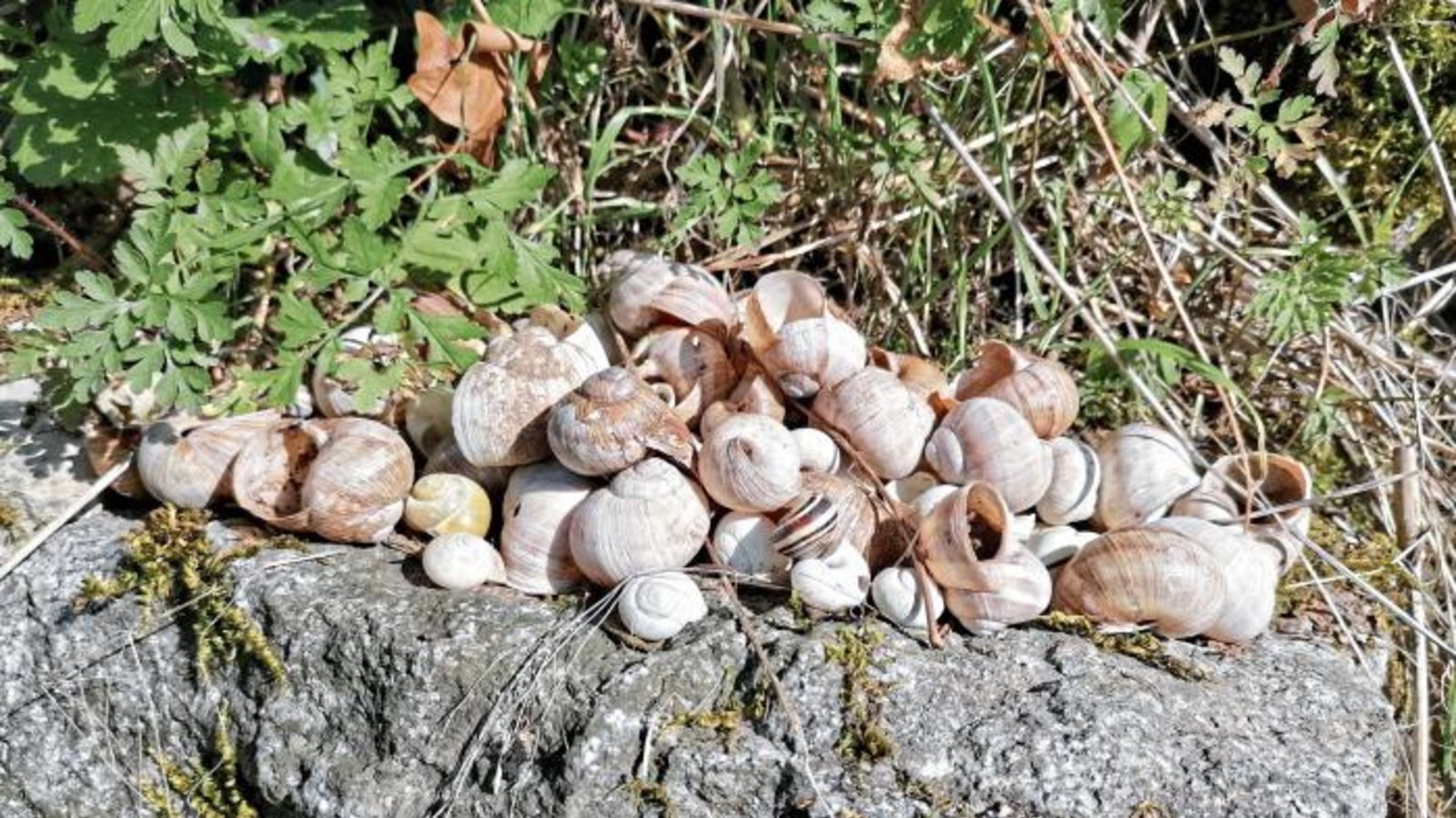 Schneckenfriedhof am Vaihinger Wolfsberg.  Foto: Banholzer
