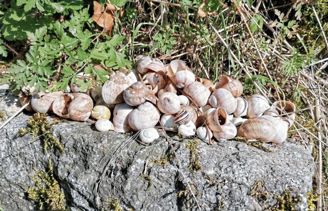 Schneckenfriedhof am Vaihinger Wolfsberg.  Foto: Banholzer