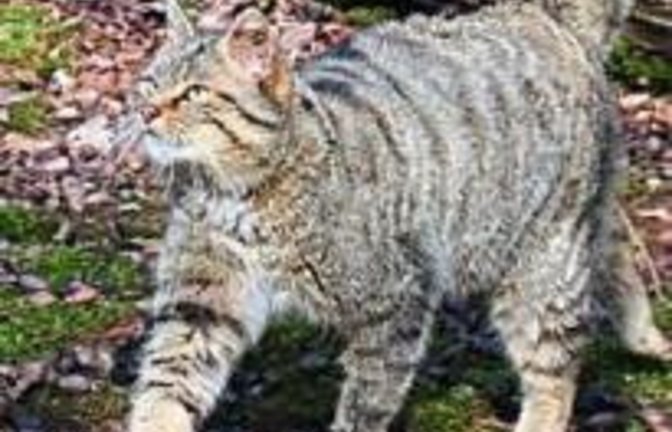 In Illingen nimmt man sich der Wildkatze an.  Foto: Tripsdrill