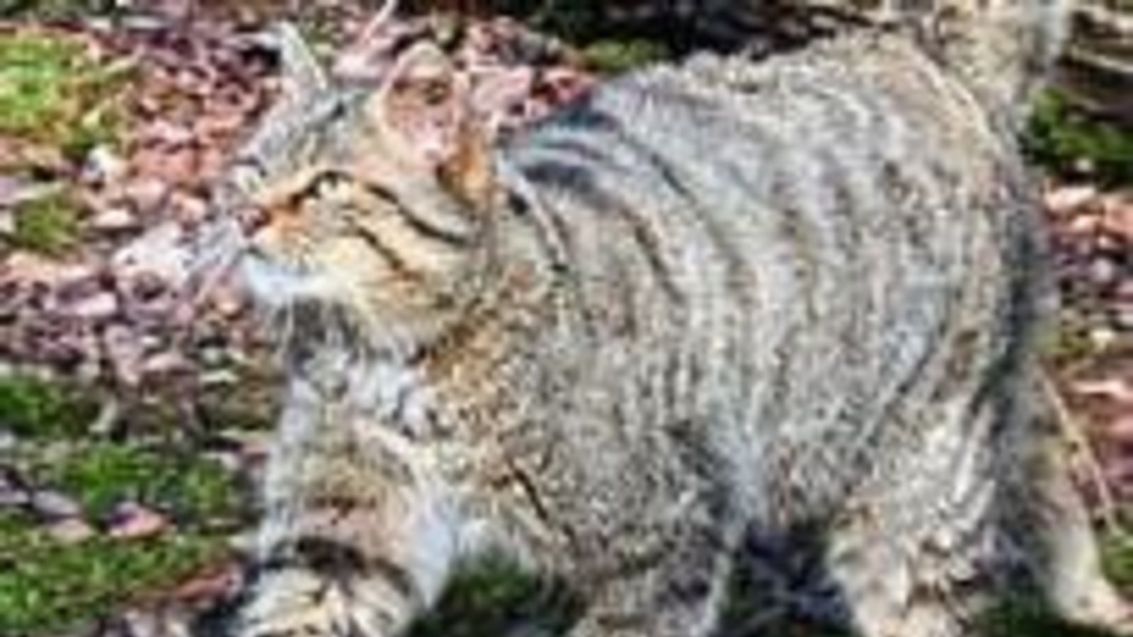 In Illingen nimmt man sich der Wildkatze an. Foto: Tripsdrill In Illingen nimmt man sich der Wildkatze an. Foto: Tripsdrill