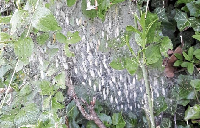 Etwas gespenstisch und wie im Zustand zwischen Leben und Tod hängen die Puppen von Gespinstmotten herum und warten auf die Erweckung als Schmetterling.  Foto: Rücker