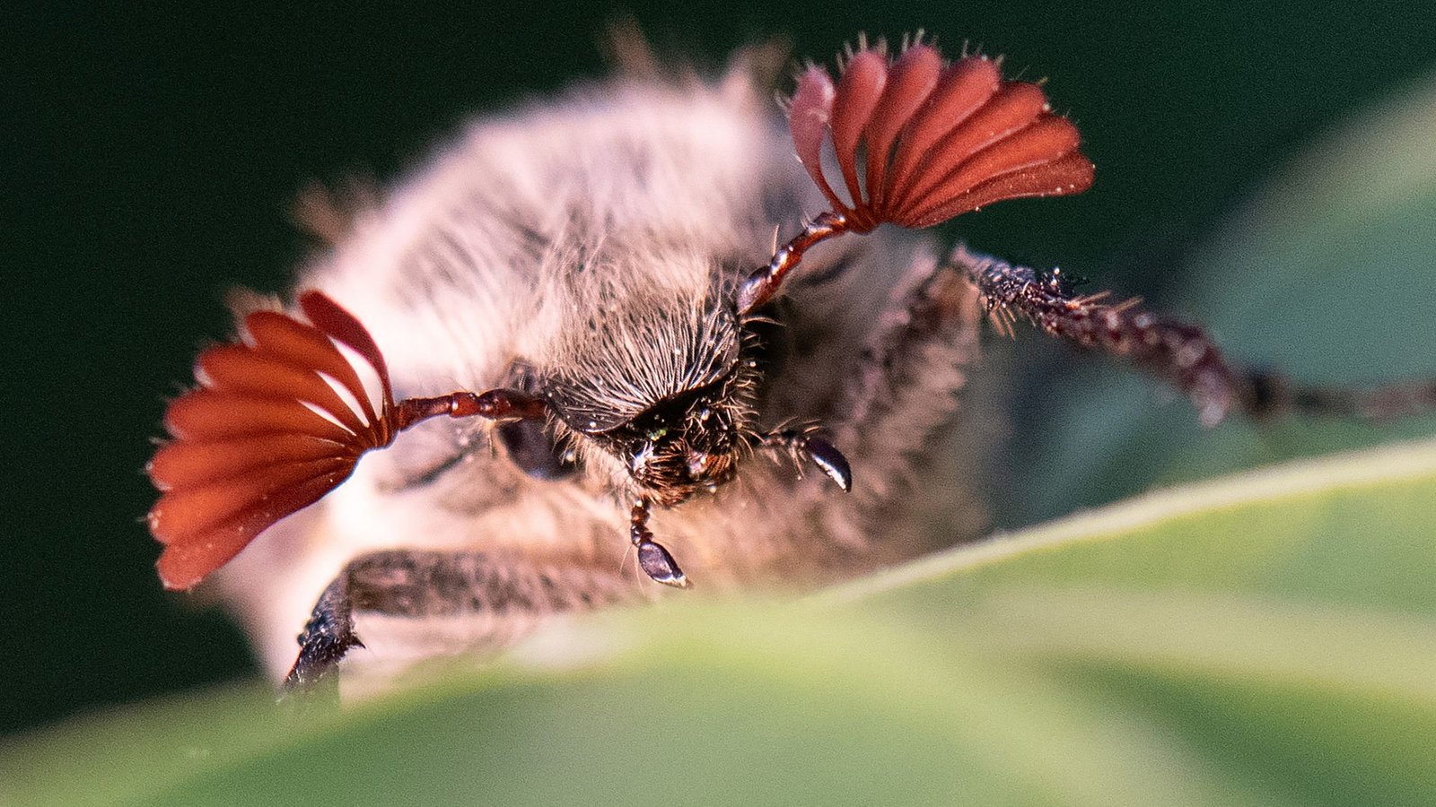 Maikäfer profitieren von den trockenen Bedingungen im Hessischen Ried. (Archivbild)Foto: Boris Roessler/dpa
