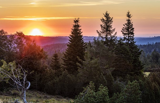Wie wild der Nationalpark Schwarzwald wird, ist noch offen.<span class='image-autor'>Foto: IMAGO/Westend61</span>