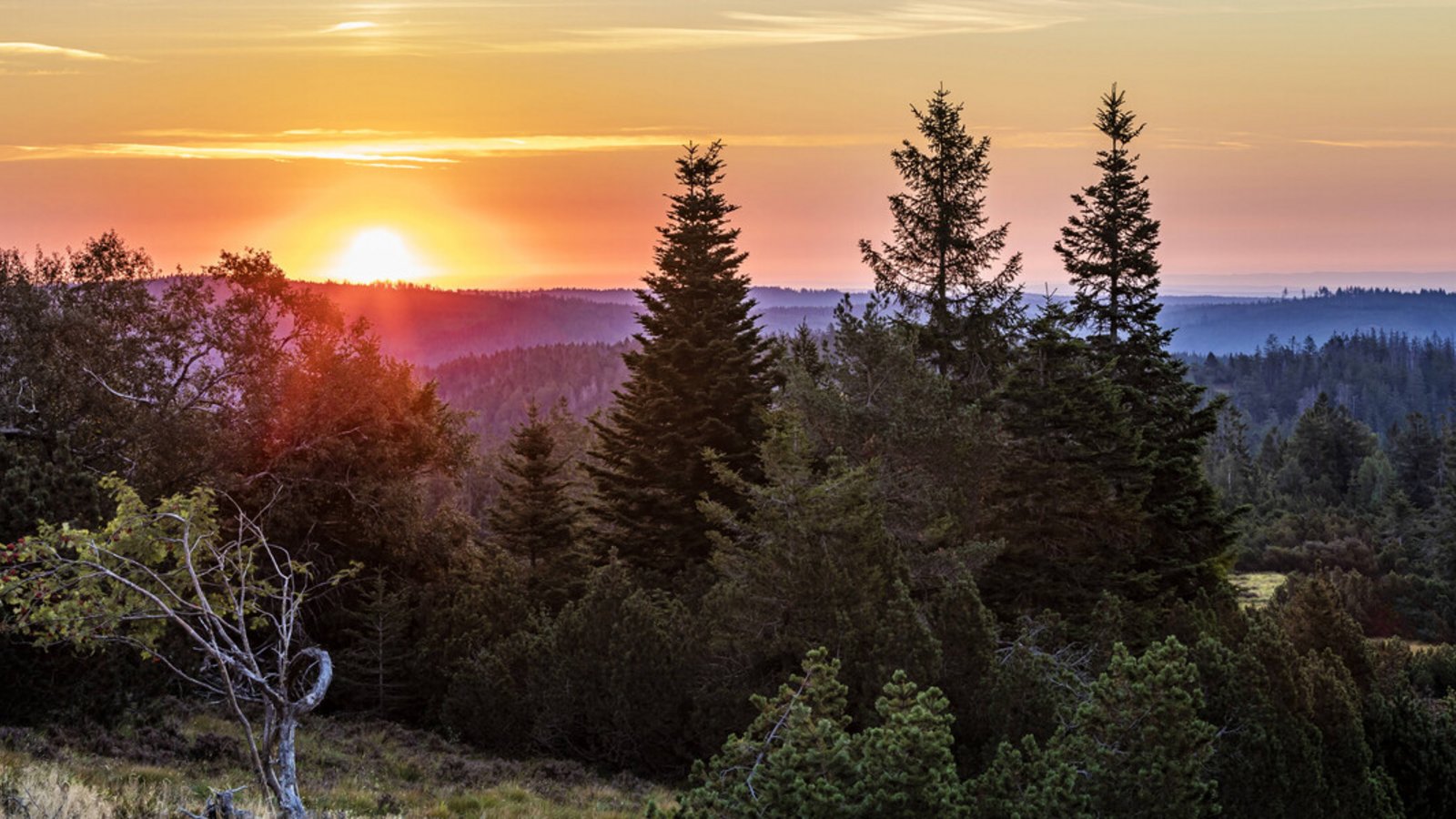 Wie wild der Nationalpark Schwarzwald wird, ist noch offen.Foto: IMAGO/Westend61 Wie wild der Nationalpark Schwarzwald wird, ist noch offen.Foto: IMAGO/Westend61