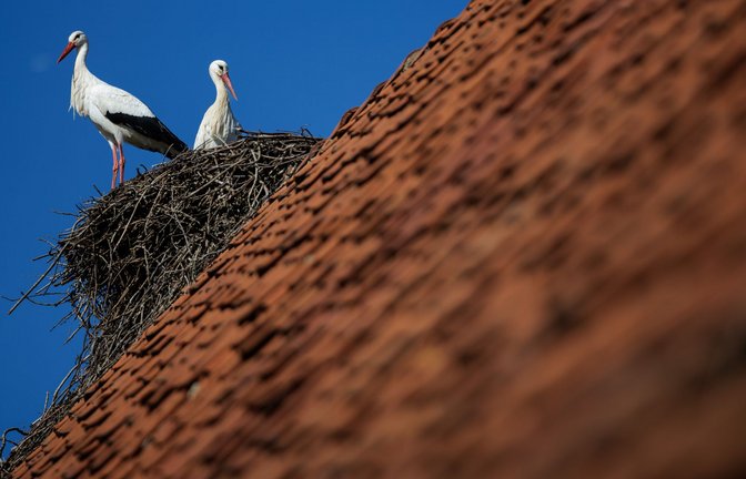 Ein Weißstorch-Paar steht bei blauem Himmel in seinem Horst. Petershagen im Kreis Minden-Lübbecke gilt mit seinen zahlreichen Horsten als Storchenhauptstadt von Nordrhein-Westfalen.<span class='image-autor'>Foto: David Ebener/dpa</span>