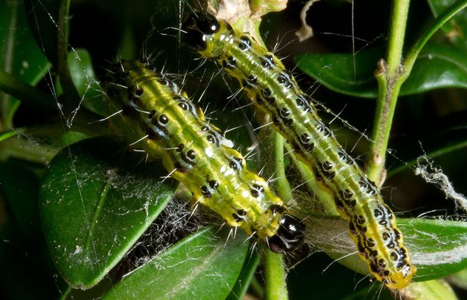 Die jahrelange Zünsler-Invasion blieb nicht ohne Folgen.<span class='image-autor'>Foto: Bernd Weissbrod/dpa/Bernd Weissbrod</span>