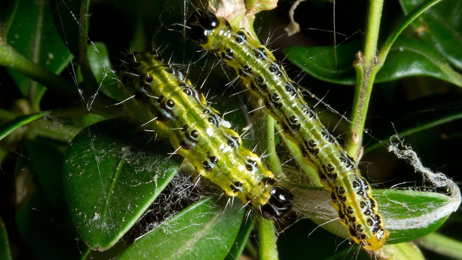 Die jahrelange Zünsler-Invasion blieb nicht ohne Folgen.Foto: Bernd Weissbrod/dpa/Bernd Weissbrod