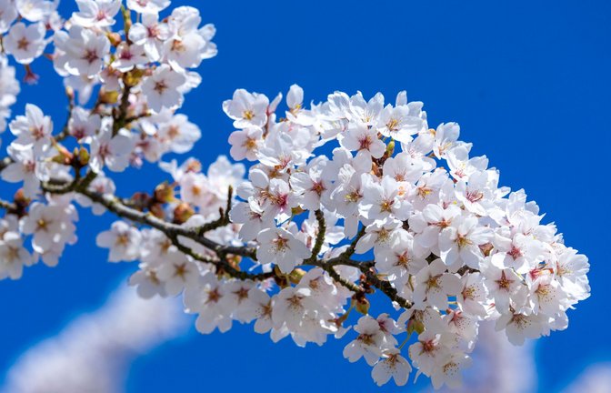 Im hohen Alter noch in der Blüte des Lebens stehen – in Japan ist das keine Seltenheit. (Symbolbild)<span class='image-autor'>Foto: dpa/Jens Büttner</span>