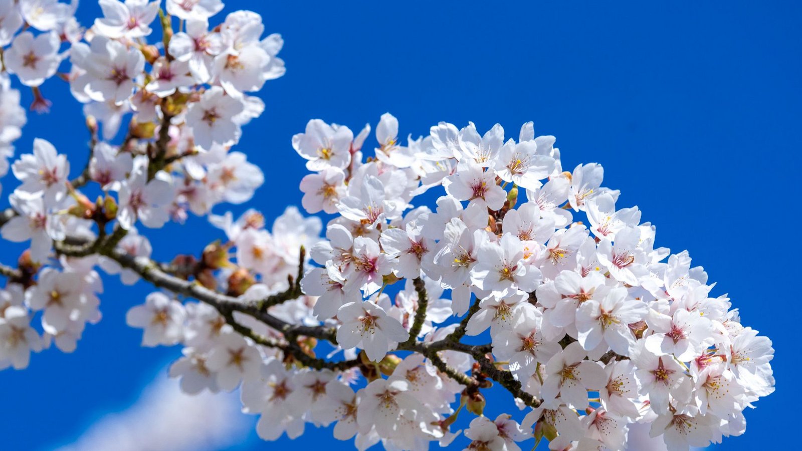 Im hohen Alter noch in der Blüte des Lebens stehen – in Japan ist das keine Seltenheit. (Symbolbild)Foto: dpa/Jens Büttner