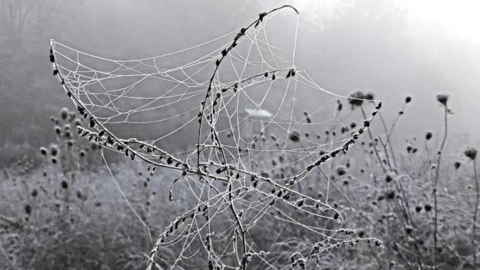 Webkünstler verschönern die Blühflächen auf den Feldern.  Foto: Rücker