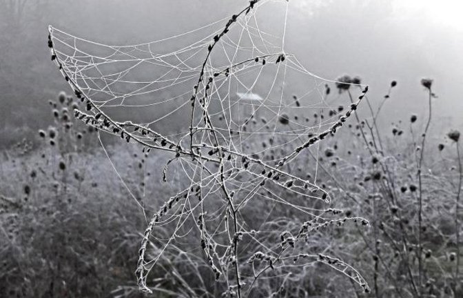 Webkünstler verschönern die Blühflächen auf den Feldern.  Foto: Rücker