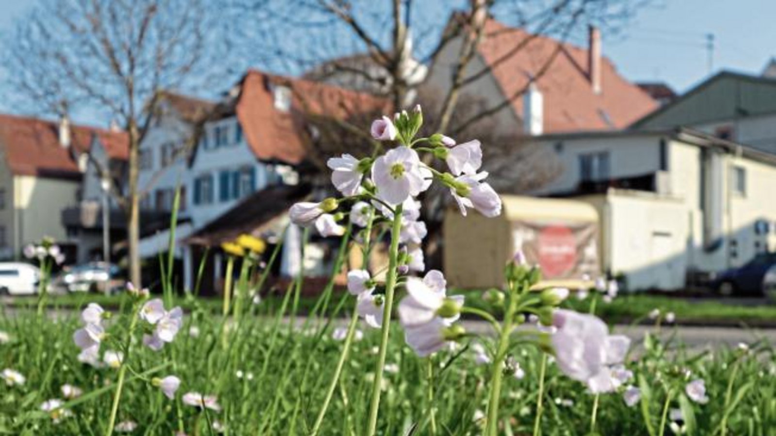So schön: Mitten in der Stadt blüht das Wiesenschaumkraut am Vaihinger Enßle-Gebäude als besonderes hübsches Straßenbegleitgrün in der Straße Im Mühlkanal. Da freut sich der Mensch und der Aurora-Falter, der als Falter und Raupe dort futtert. Foto: Rücker So schön: Mitten in der Stadt blüht das Wiesenschaumkraut am Vaihinger Enßle-Gebäude als besonderes hübsches Straßenbegleitgrün in der Straße Im Mühlkanal. Da freut sich der Mensch und der Aurora-Falter, der als Falter und Raupe dort futtert. Foto: Rücker