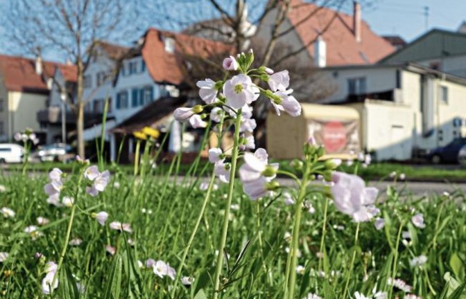 So schön: Mitten in der Stadt blüht das Wiesenschaumkraut am Vaihinger Enßle-Gebäude als besonderes hübsches Straßenbegleitgrün in der Straße Im Mühlkanal. Da freut sich der Mensch und der Aurora-Falter, der als Falter und Raupe dort futtert. Foto: Rücker