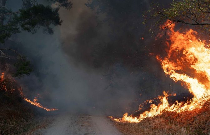 Im Hürtgenwald kam es in diesem Sommer zu einem der größten Waldbrände in der Geschichte Nordrhein-Westfalens.<span class='image-autor'>Jan Ohmen/dpa</span>