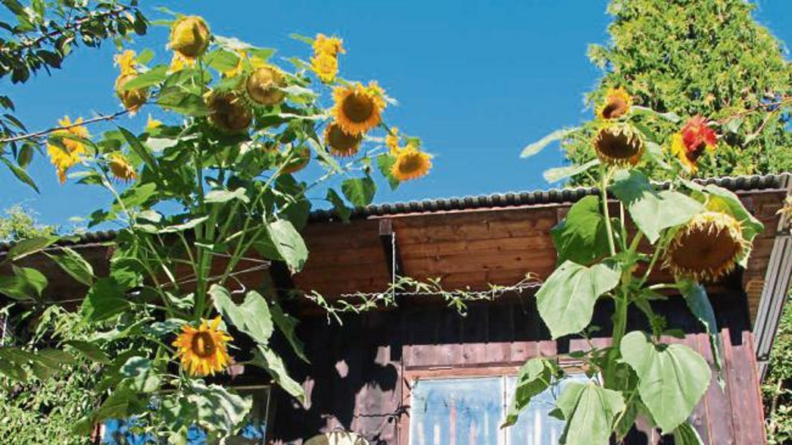 Dass Friedrich Bayha als Vorsitzender des OGV Oberriexingen einen grünen Daumen hat, verwundert nicht. Dass aber in den vergangenen Wochen durch seine Gartenbank zwei meterhohe Sonnenblumenstämme mit insgesamt 25 Blüten aus Wildlingen gewachsen sind, überrascht nicht nur den passionierten Hobbygärtner. Ob die Blütenpracht ein Geschenk der Natur zum bevorstehenden 50-jährigen Vereinsjubiläum ist? Foto: Gergen Dass Friedrich Bayha als Vorsitzender des OGV Oberriexingen einen grünen Daumen hat, verwundert nicht. Dass aber in den vergangenen Wochen durch seine Gartenbank zwei meterhohe Sonnenblumenstämme mit insgesamt 25 Blüten aus Wildlingen gewachsen sind, überrascht nicht nur den passionierten Hobbygärtner. Ob die Blütenpracht ein Geschenk der Natur zum bevorstehenden 50-jährigen Vereinsjubiläum ist? Foto: Gergen