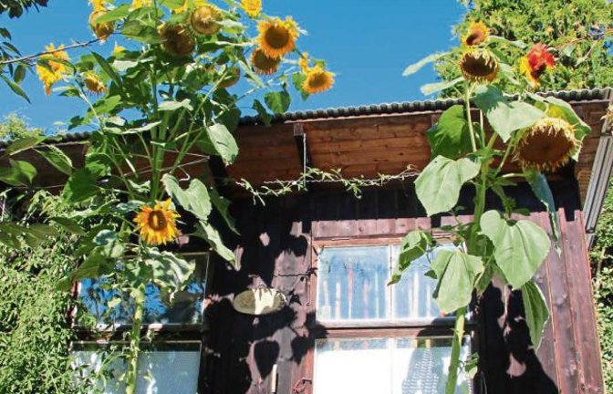Dass Friedrich Bayha als Vorsitzender des OGV Oberriexingen einen grünen Daumen hat, verwundert nicht. Dass aber in den vergangenen Wochen durch seine Gartenbank zwei meterhohe Sonnenblumenstämme mit insgesamt 25 Blüten aus Wildlingen gewachsen sind, überrascht nicht nur den passionierten Hobbygärtner. Ob die Blütenpracht ein Geschenk der Natur zum bevorstehenden 50-jährigen Vereinsjubiläum ist? Foto: Gergen