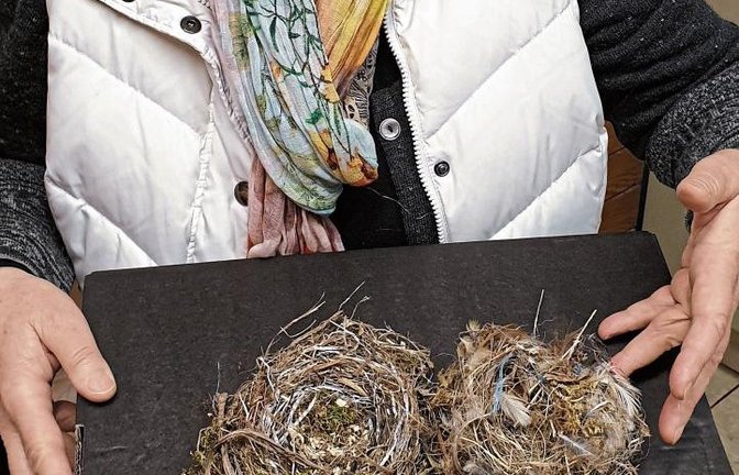 Ökologin Barbara Klein ist viel in der Natur unterwegs. Wie sich der dort landende Müll auswirken kann, zeigen ein Spatzennest (l.) und ein Meisennest mit eingewobenen Plastikschnüren. Fotos: Rieger