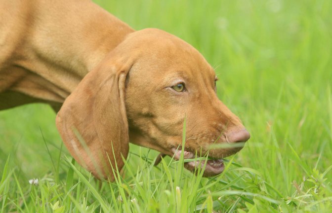 Warum frisst mein Hund Gras?<span class='image-autor'>Foto: imago images/imagebroker/C. Steimer</span>