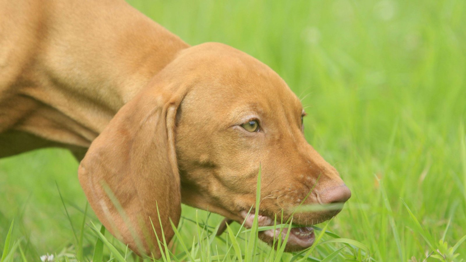 Warum frisst mein Hund Gras?Foto: imago images/imagebroker/C. Steimer