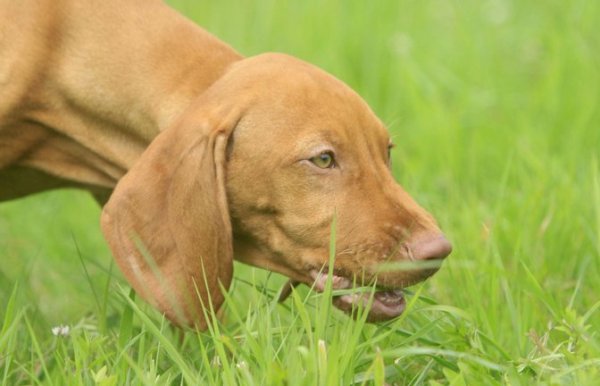 Warum frisst mein Hund Gras?<span class='image-autor'>Foto: imago images/imagebroker/C. Steimer</span>