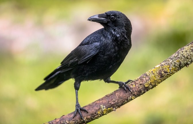 Erfahren Sie, wie Sie Krähen und Raben mit einfachen Mitteln aus Ihrem Garten oder vom Balkon vertreiben können. Von Vogelspikes bis hin zu Reflektoren und Laserpointern.<span class='image-autor'>Foto: Rudmer Zwerver / Shutterstock.com</span>