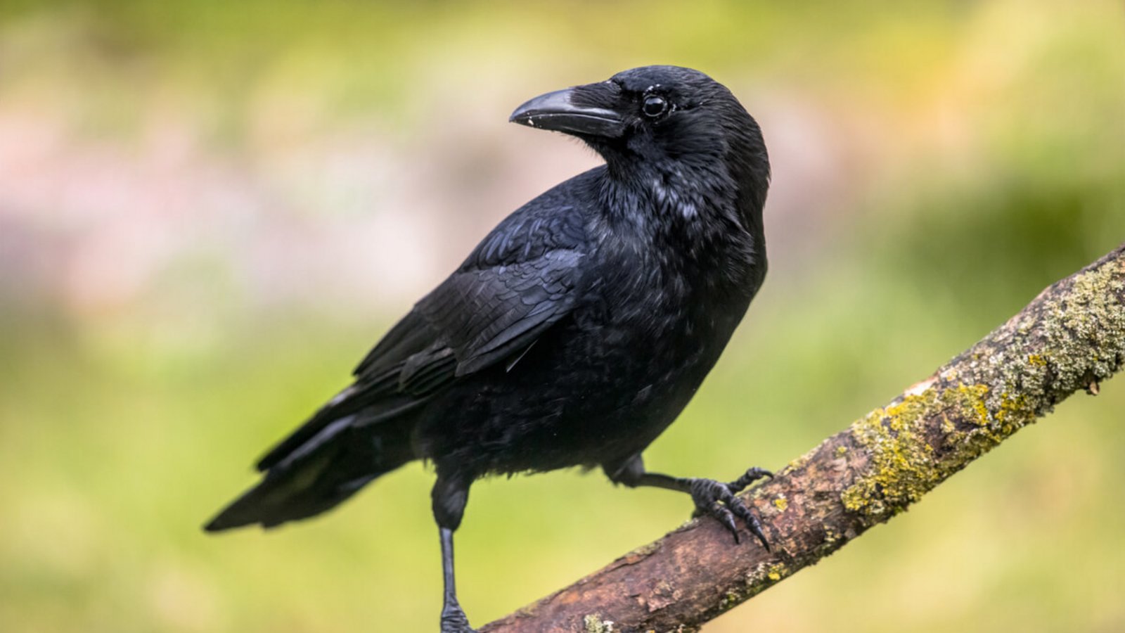 Erfahren Sie, wie Sie Krähen und Raben mit einfachen Mitteln aus Ihrem Garten oder vom Balkon vertreiben können. Von Vogelspikes bis hin zu Reflektoren und Laserpointern.Foto: Rudmer Zwerver / Shutterstock.com