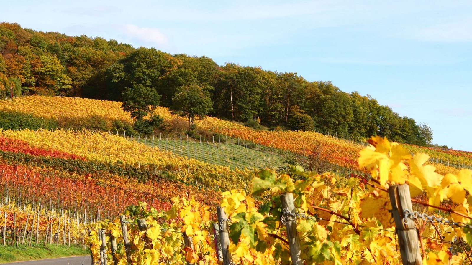 Goldener Oktober voraus.Foto: IMAGO/Eibner Goldener Oktober voraus.Foto: IMAGO/Eibner