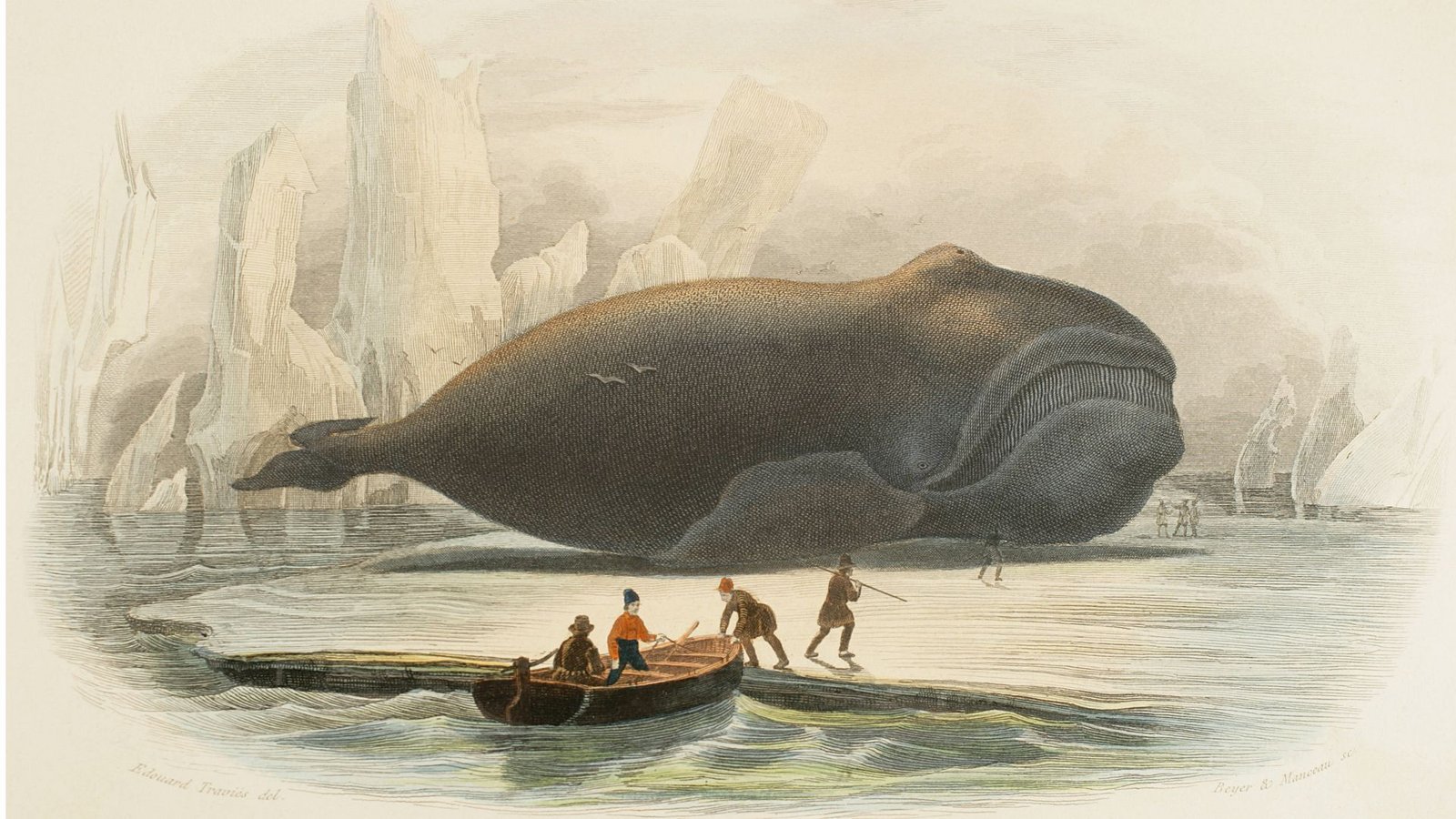 Der Wal: Chromolithographie (mehrfarbiger Steindruck von Edouard Travies aus dem Jahr 1856.Foto: Imago/Kena Images Der Wal: Chromolithographie (mehrfarbiger Steindruck von Edouard Travies aus dem Jahr 1856.Foto: Imago/Kena Images