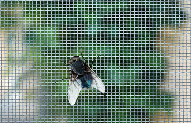 Diese Fliege muss draußen bleiben.<span class='image-autor'>Foto: Africa Studio / shutterstock.com</span>