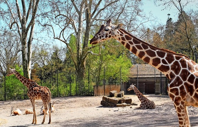 Die Giraffenkühe Lindani, Sala und Nyiri sollen nach dem Tod von Tilodi in der Wilhelma nicht unter sich bleiben.<span class='image-autor'>Foto: Iris Frey</span>