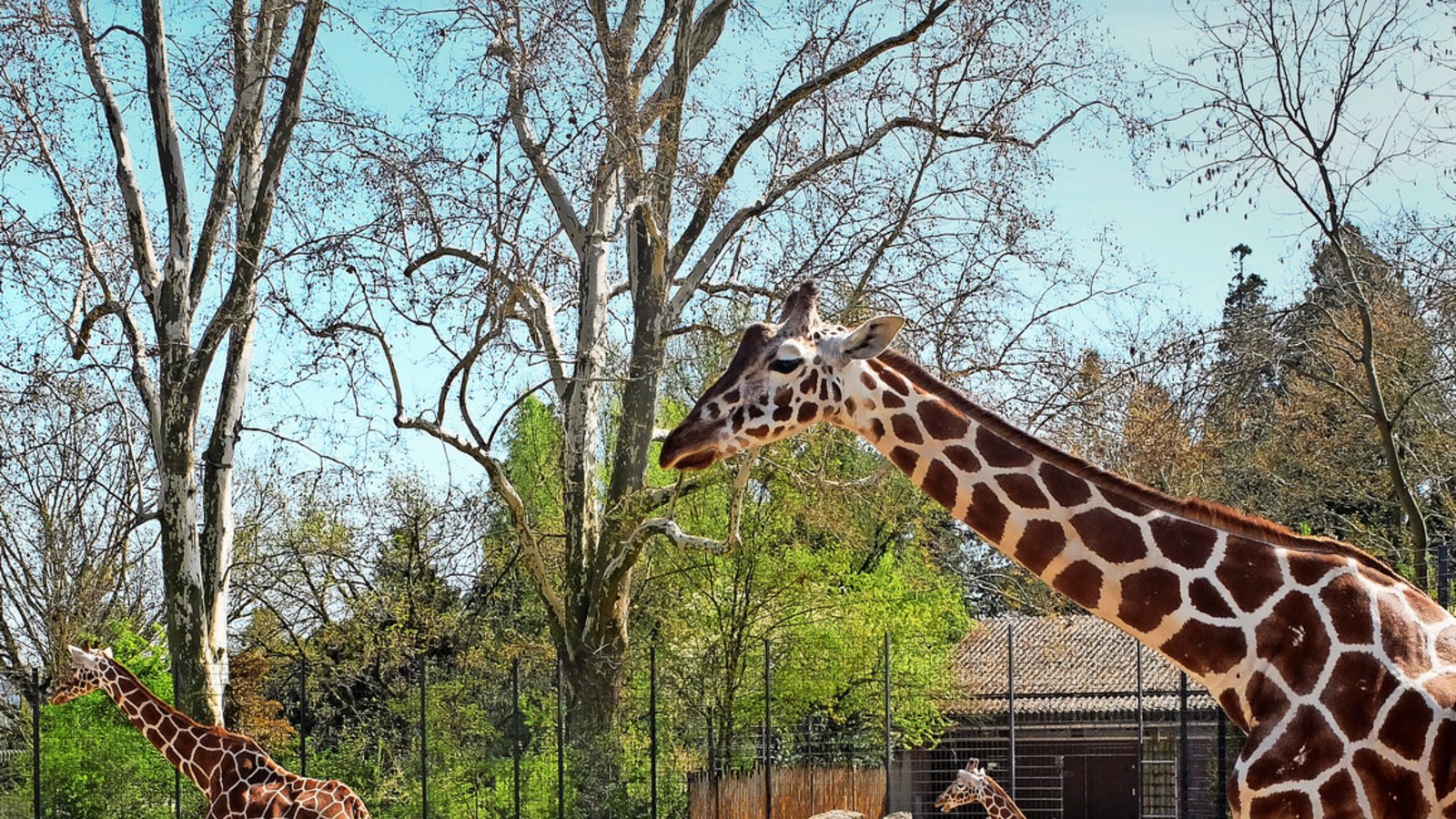 Die Giraffenkühe Lindani, Sala und Nyiri sollen nach dem Tod von Tilodi in der Wilhelma nicht unter sich bleiben.Foto: Iris Frey Die Giraffenkühe Lindani, Sala und Nyiri sollen nach dem Tod von Tilodi in der Wilhelma nicht unter sich bleiben.Foto: Iris Frey