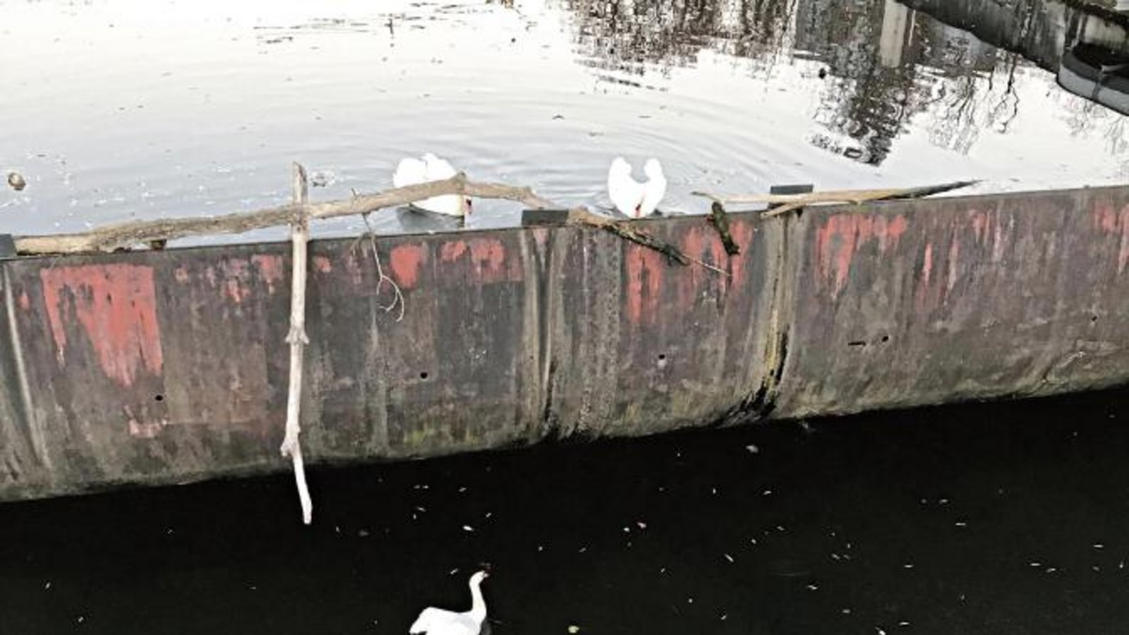 Auch die Schwäne halten sich an die Abstandsregeln. Foto: Mannhardt