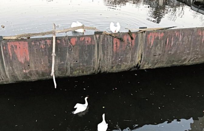 Auch die Schwäne halten sich an die Abstandsregeln. Foto: Mannhardt