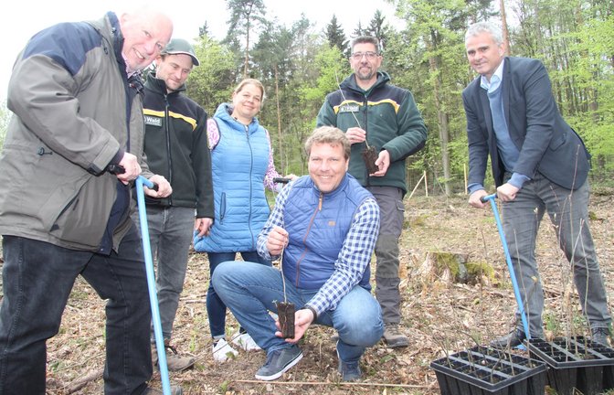 Baumpflanzaktion in Spielberg (von links): Martin Schmid (Seniorchef Schmid’s Domino), Simon Boden (Leiter Fachbereich Wald im Landratsamt), Ortsvorsteherin Viola Lepp, Geschäftsführer Stefan Schmid, Revierförster Theo Wöhr und Bürgermeister Holger Albrich.  <span class='image-autor'>Foto: Banholzer</span>