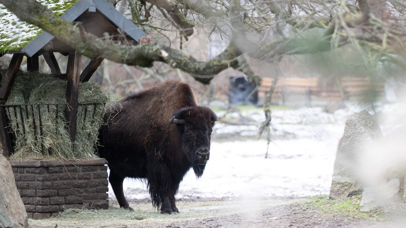 Die Bisons im Berliner Tierpark warten vergeblich auf Besucher. Der Park bleibt wegen der Maul- und Klauenseuche in Brandenburg geschlossen.Foto: dpa/Sebastian Gollnow Die Bisons im Berliner Tierpark warten vergeblich auf Besucher. Der Park bleibt wegen der Maul- und Klauenseuche in Brandenburg geschlossen.Foto: dpa/Sebastian Gollnow
