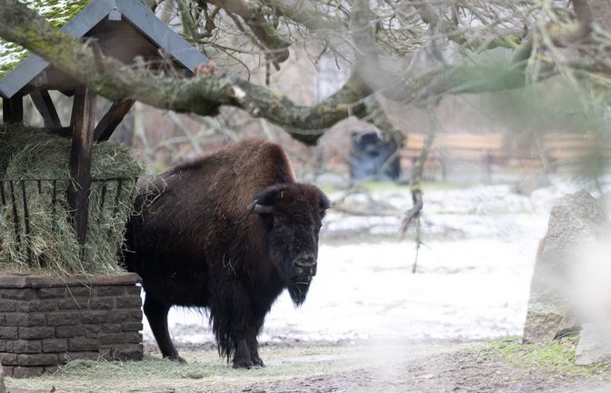Die Bisons im Berliner Tierpark warten vergeblich auf Besucher. Der Park bleibt wegen der Maul- und Klauenseuche in Brandenburg geschlossen.<span class='image-autor'>Foto: dpa/Sebastian Gollnow</span>