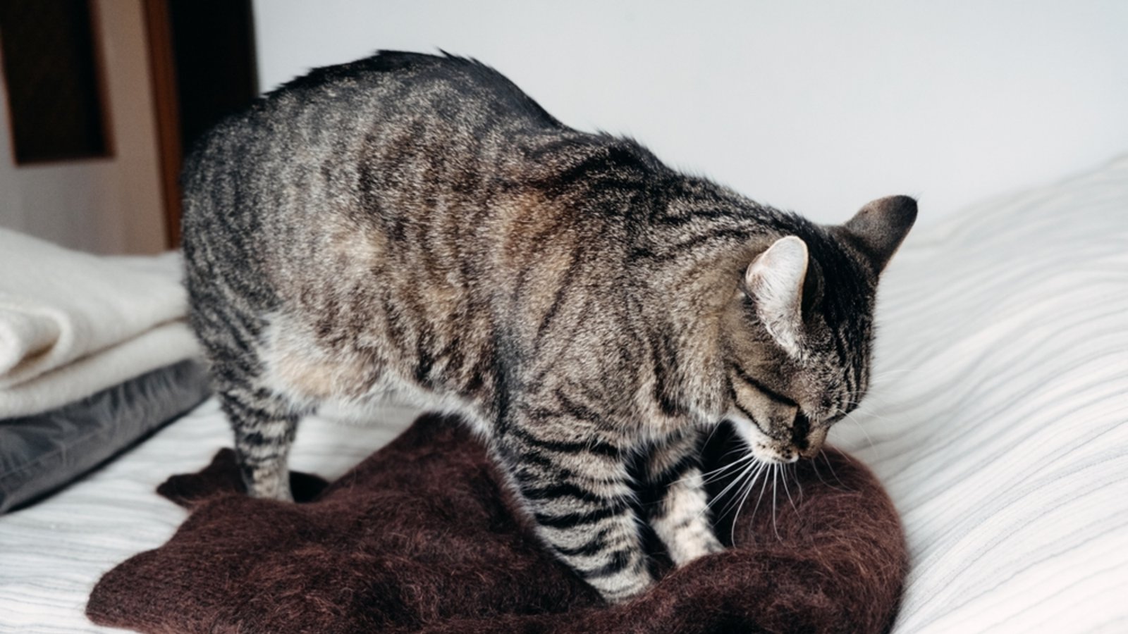 Besonders Decken und Kissen werden von Katzen gerne "geknetet".Foto: Iryna Imago/ Shutterstock