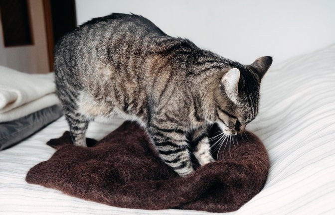 Besonders Decken und Kissen werden von Katzen gerne "geknetet".<span class='image-autor'>Foto: Iryna Imago/ Shutterstock</span>