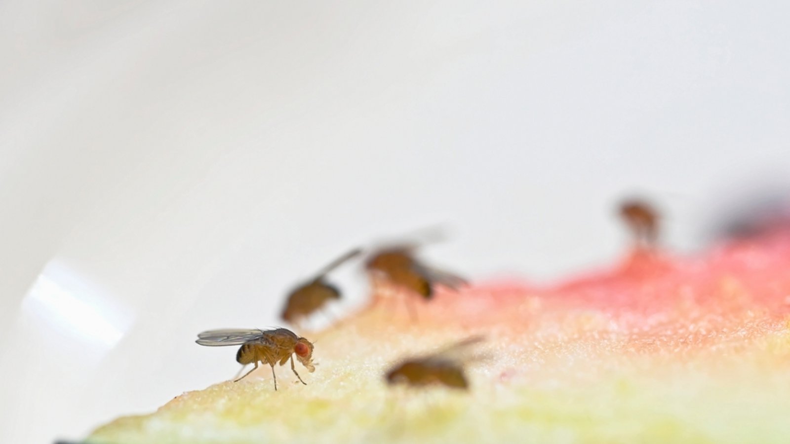 Essensreste sollte immer direkt entsorgt werden.Foto: Anne Webber / shutterstock.com Essensreste sollte immer direkt entsorgt werden.Foto: Anne Webber / shutterstock.com