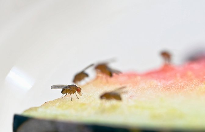 Essensreste sollte immer direkt entsorgt werden.<span class='image-autor'>Foto: Anne Webber / shutterstock.com</span>