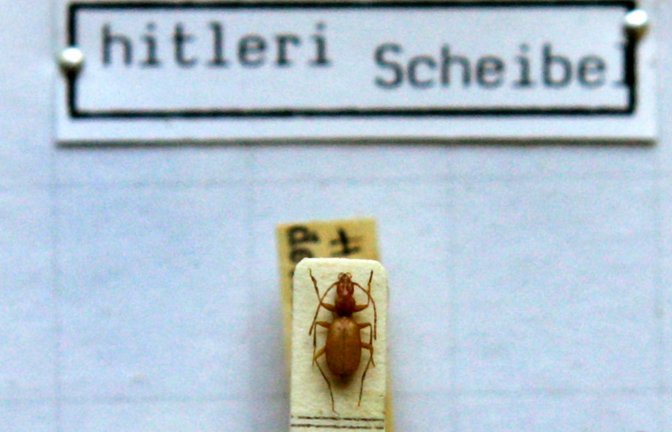 Das Foto zeigt einen Anophthalmus hitleri, einen «Hitler-Käfer» unter einem Mikroskop in der Zoologischen Staatssammlung in München.<span class='image-autor'>Foto: dpa/Matthias Schrader</span>