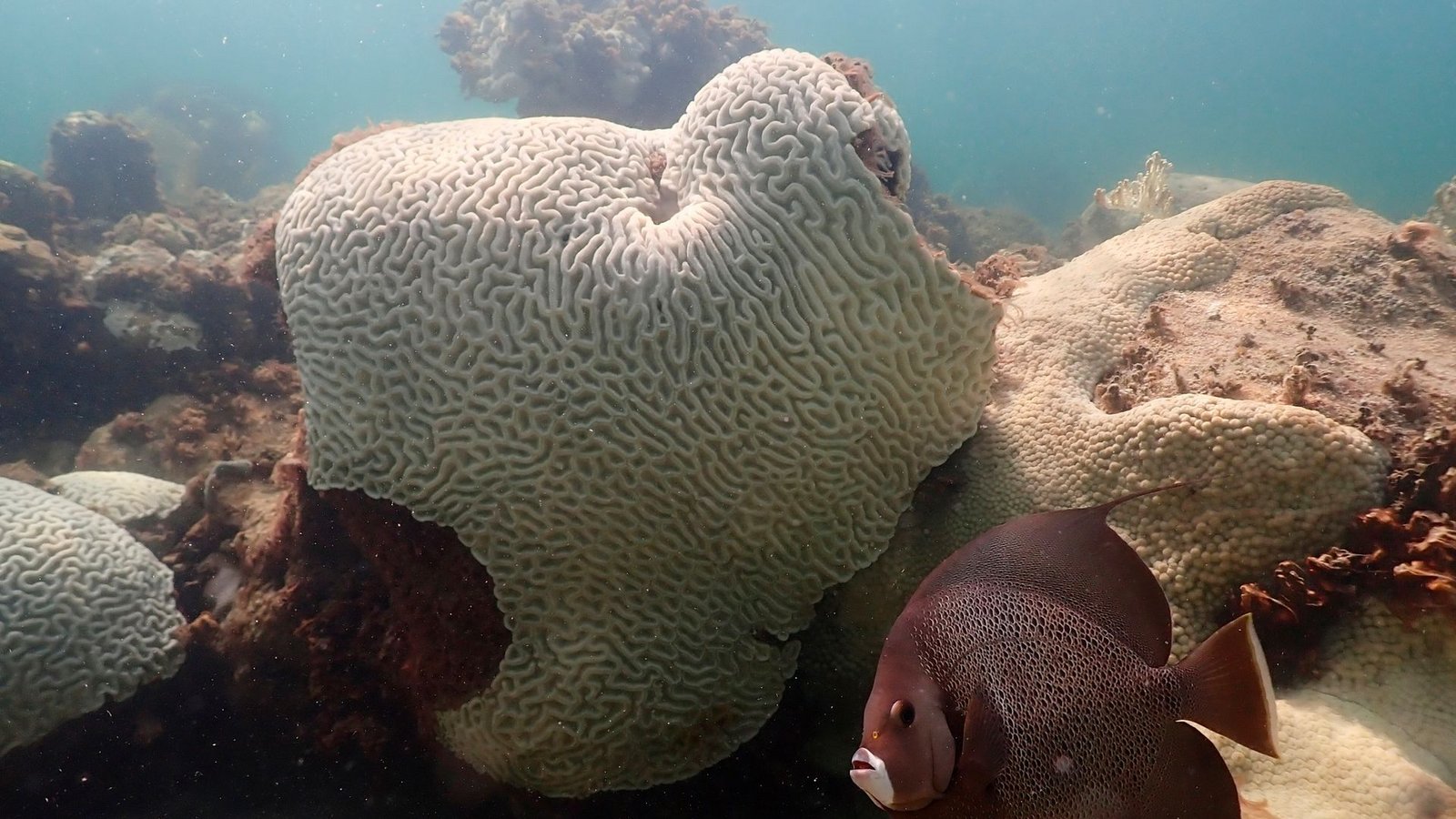 Korallen, die Anzeichen von Bleiche zeigen, bei Cheeca Rocks vor der Küste von Florida.Foto: Andrew Ibarra/NOAA/AP/dpa