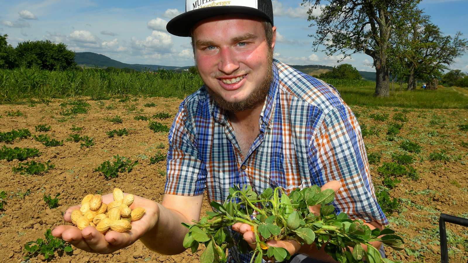 Noch sehen Simon Hengstbergers Erdnüsse (rechts) nicht so aus wie aus dem Laden (links). Die Erdnusspflanzen blühen derzeit, die Blüte gräbt sich dann in die Erde ein und dort wachsen die Nüsse, die am Wurzelballen hängen. Nach dem Trocknen sind sie verzehrbereit. Fotos: Kalb Noch sehen Simon Hengstbergers Erdnüsse (rechts) nicht so aus wie aus dem Laden (links). Die Erdnusspflanzen blühen derzeit, die Blüte gräbt sich dann in die Erde ein und dort wachsen die Nüsse, die am Wurzelballen hängen. Nach dem Trocknen sind sie verzehrbereit. Fotos: Kalb
