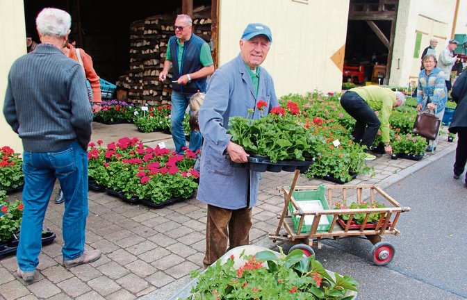 Leuchtende Geranien waren auch in diesem Jahr wieder sehr beliebt.  Fotos: Gergen