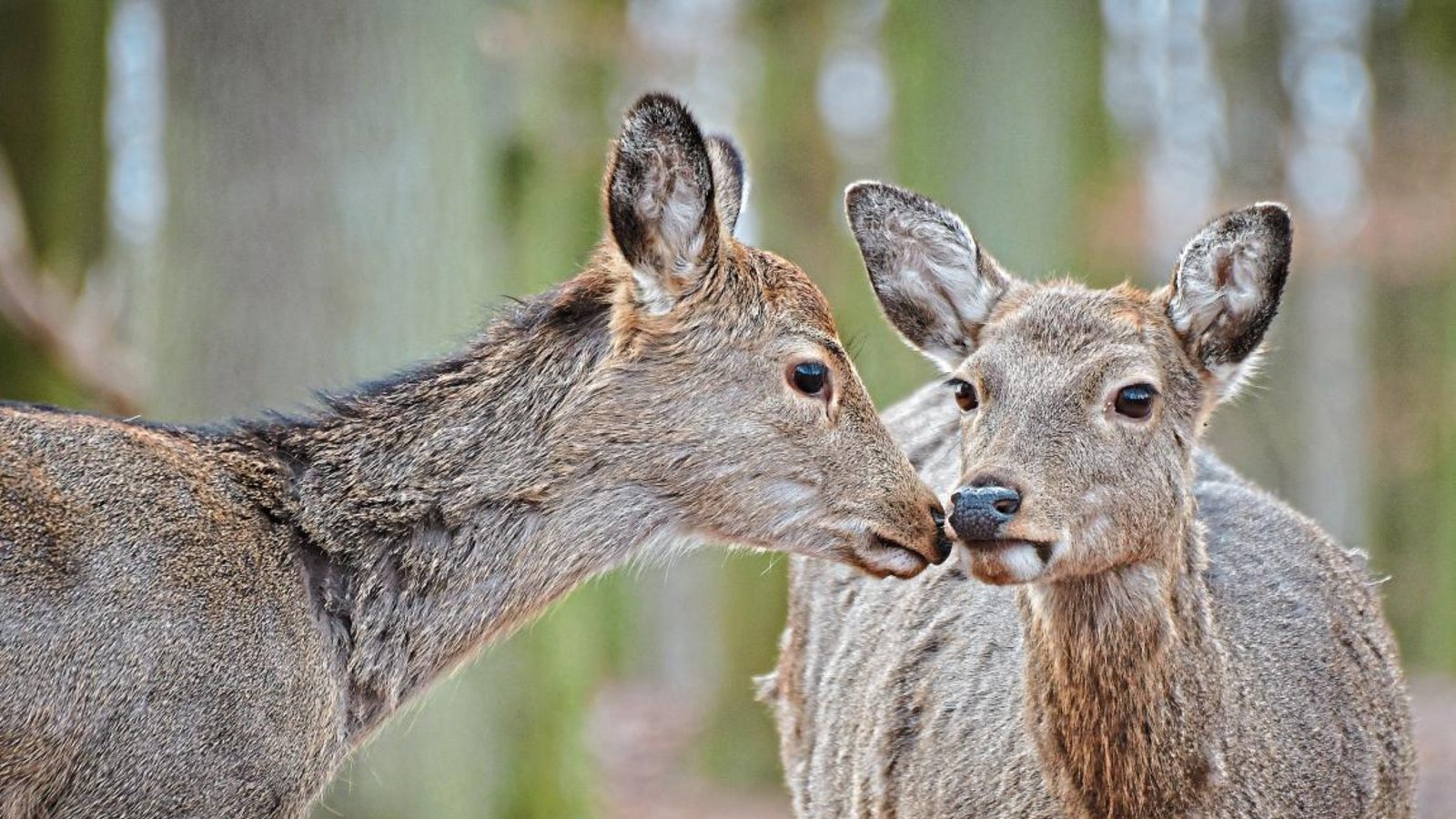 Hirschkühe können nun im Wildparadies Tripsdrill wieder auf Besucher treffen.  Fotos: p