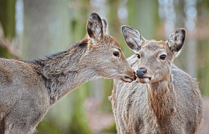 Hirschkühe können nun im Wildparadies Tripsdrill wieder auf Besucher treffen.  Fotos: p